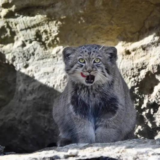 A photograph of Zaya in Port Lympne Wild Animal Park