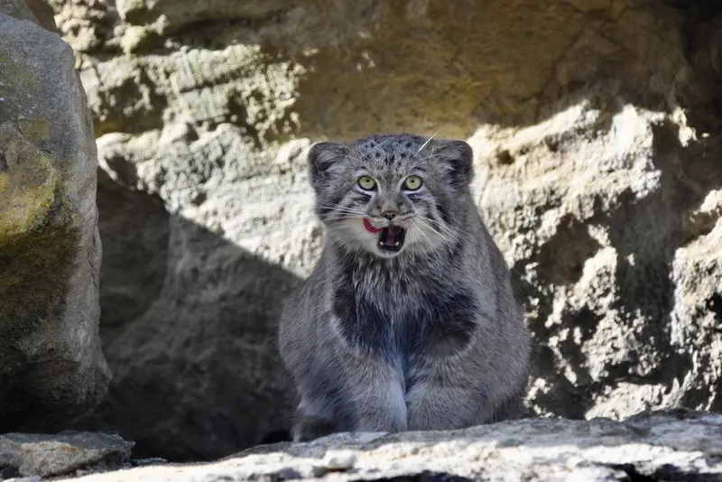 A photograph of a Pallas&#039;s cat in Port Lympne Wild Animal Park