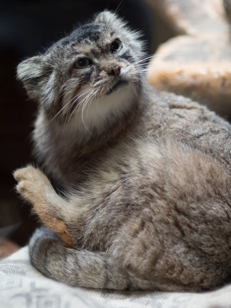 A photograph of Primula in Ueno Zoological Gardens
