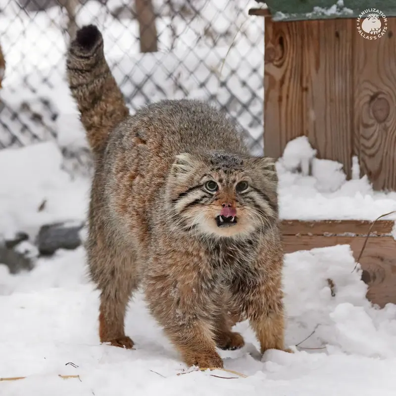 A photograph of a Pallas's cat