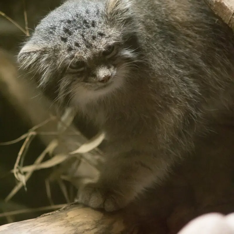 A photograph of Klyon in Ueno Zoological Gardens