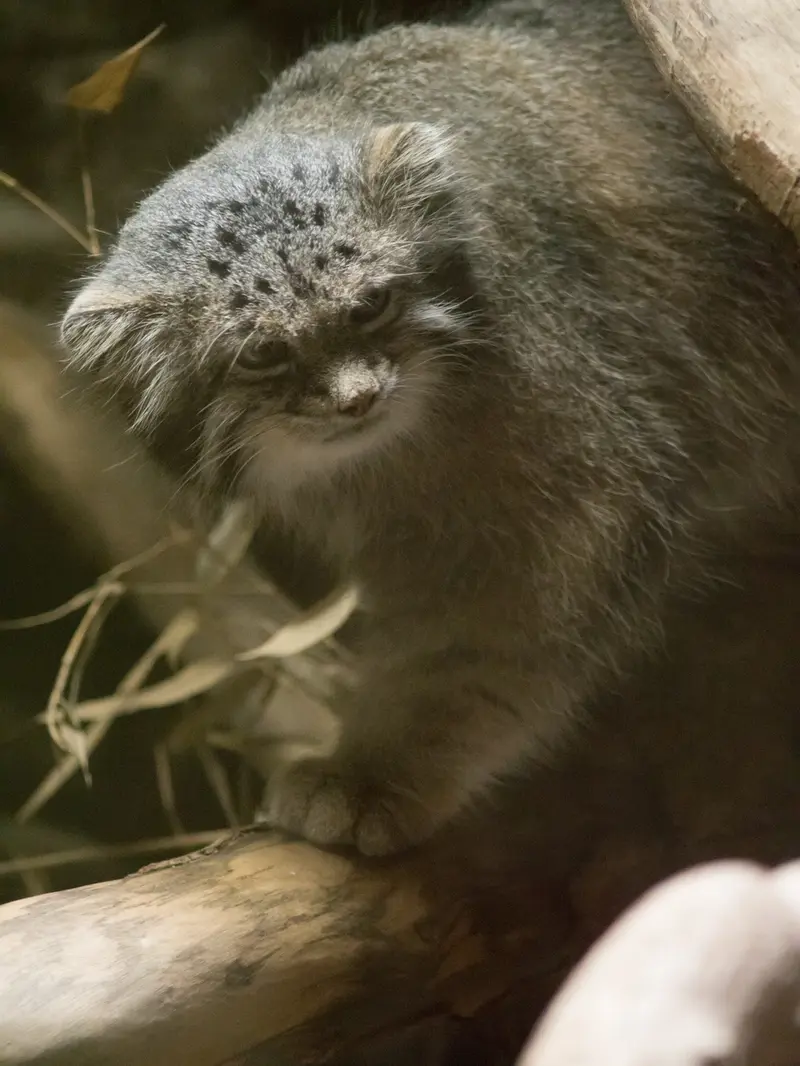 A photograph of Klyon in Ueno Zoological Gardens