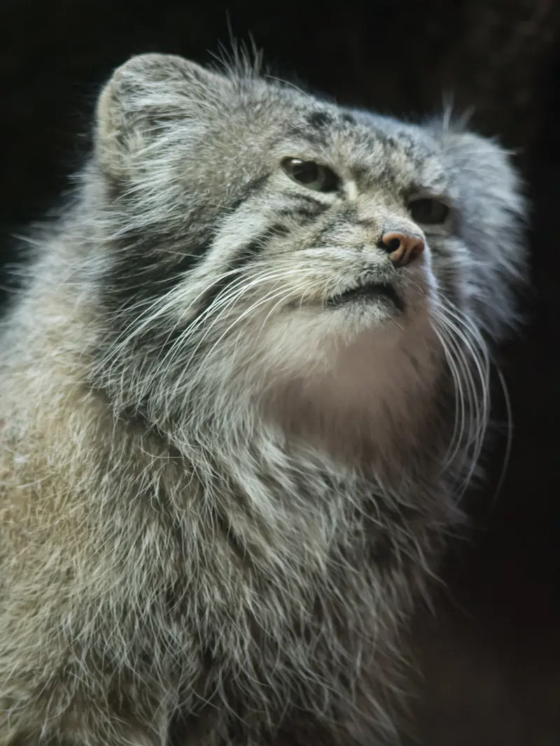 A photograph of Klyon in Ueno Zoological Gardens