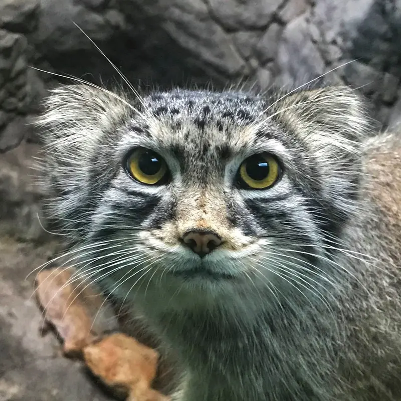 Perseus the Pallas's cat from Birmingham Zoo