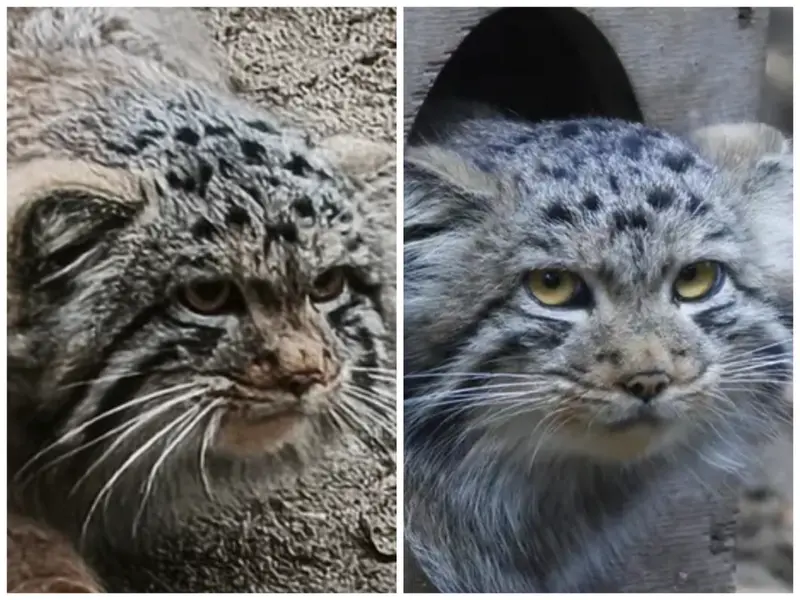 A photograph of a Pallas's cat