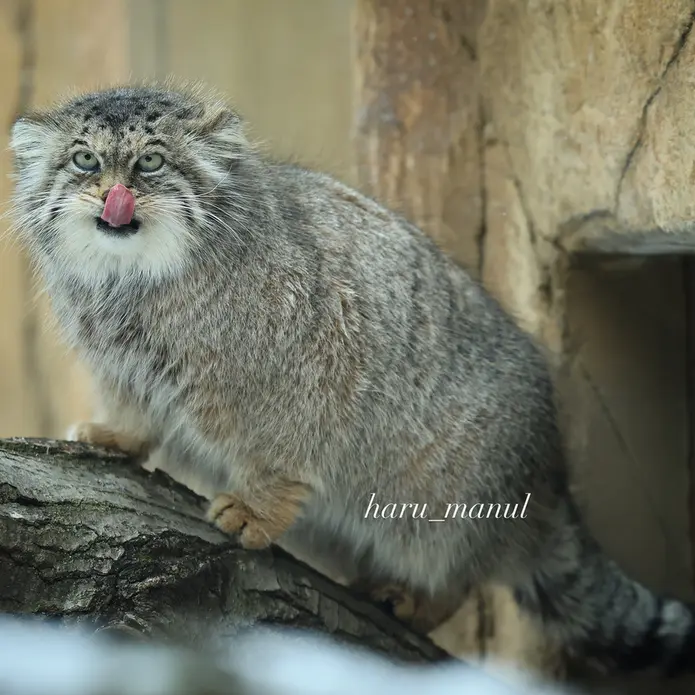 A photograph of Polly in Nasu Animal Kingdom