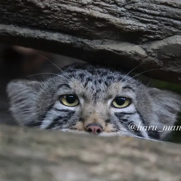 A photograph of Nagomu in Nasu Animal Kingdom
