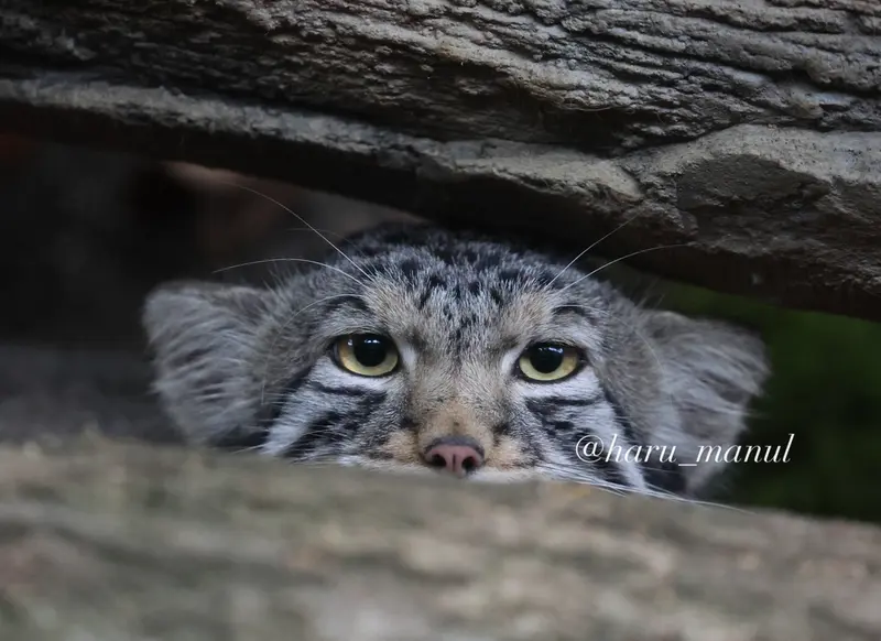 A photograph of Nagomu in Nasu Animal Kingdom