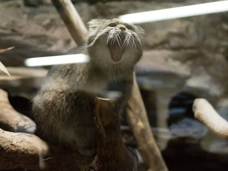 A photograph of Klyon in Ueno Zoological Gardens