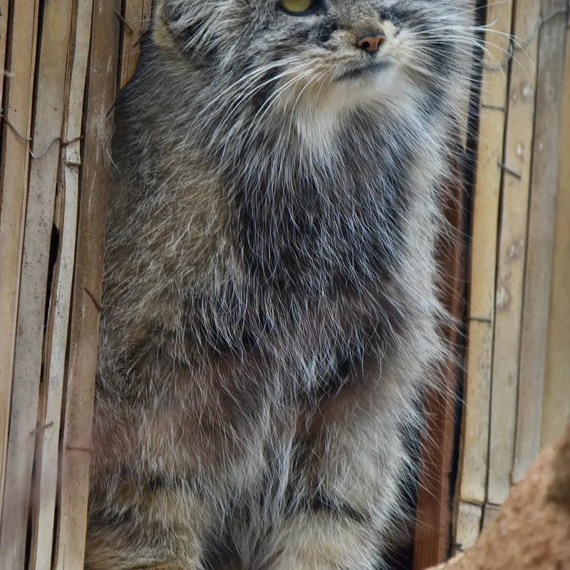 A photograph of Prinsessa in Prague Zoo