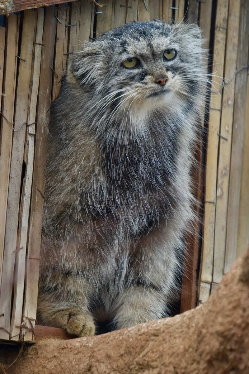 A photograph of Prinsessa in Prague Zoo