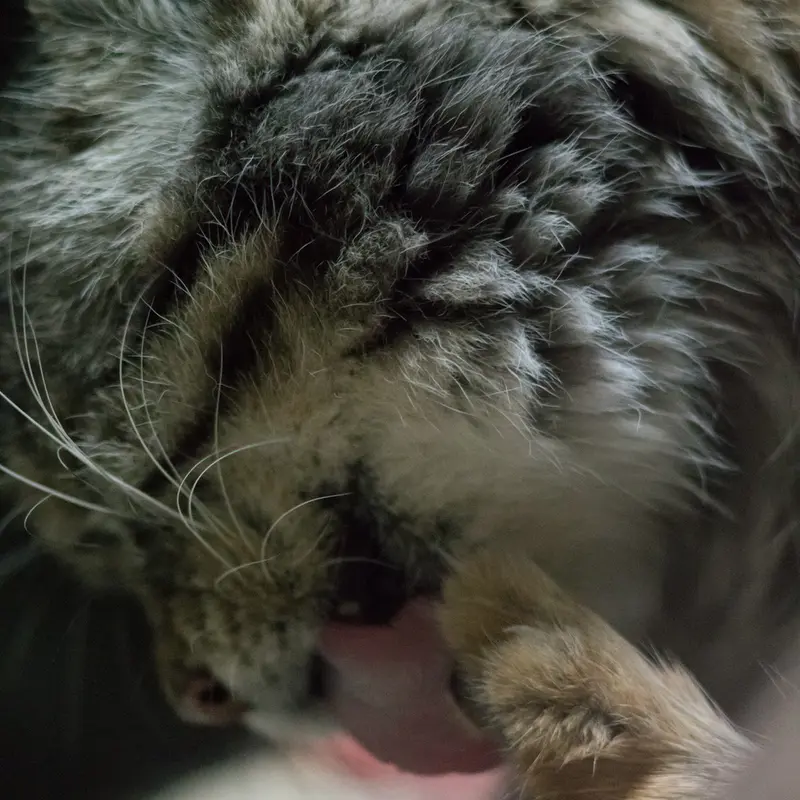 A photograph of Primula in Ueno Zoological Gardens