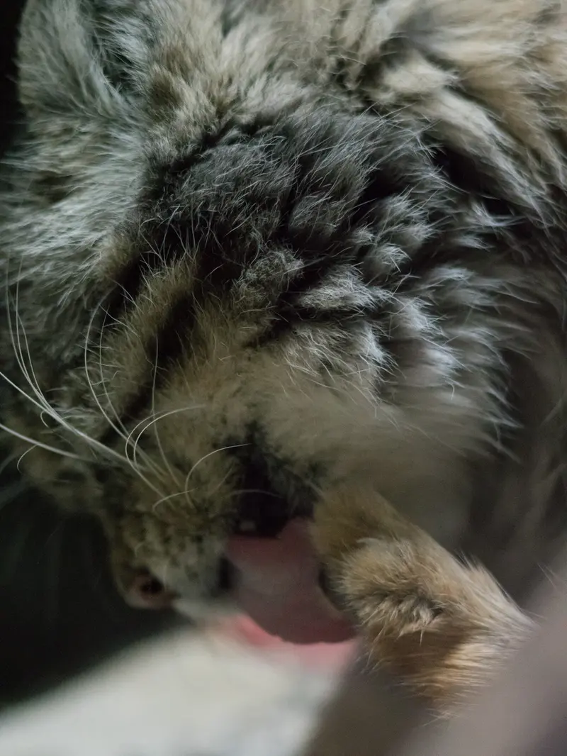 A photograph of Primula in Ueno Zoological Gardens