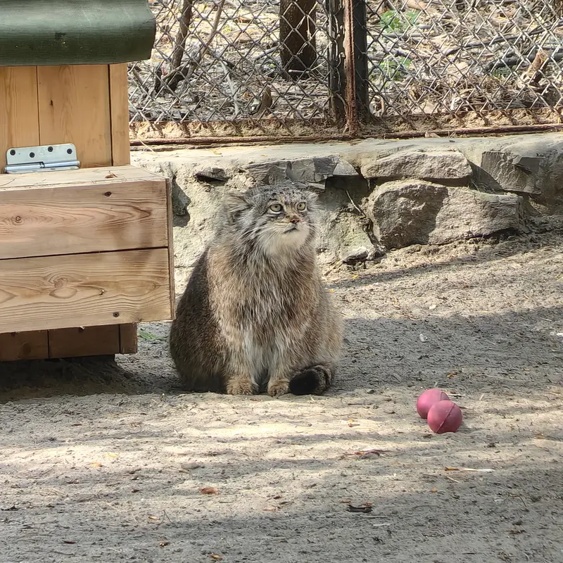 A photograph of Mia in Novosibirsk Zoo