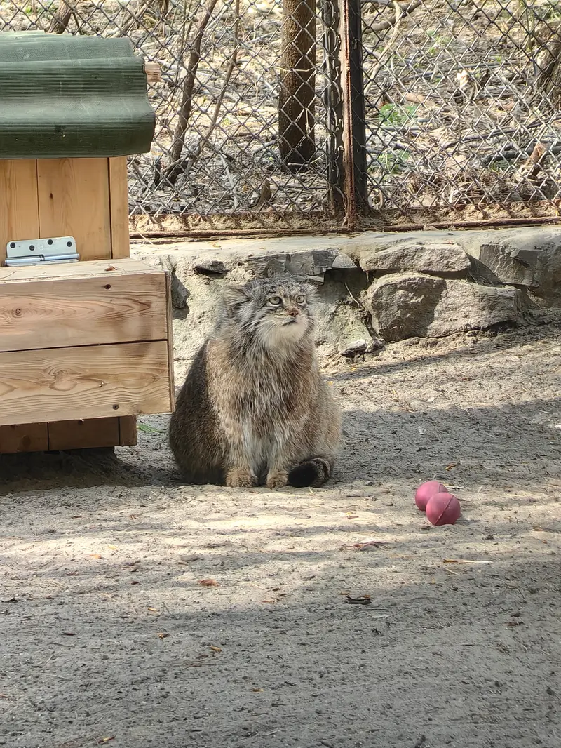 A photograph of Mia in Novosibirsk Zoo