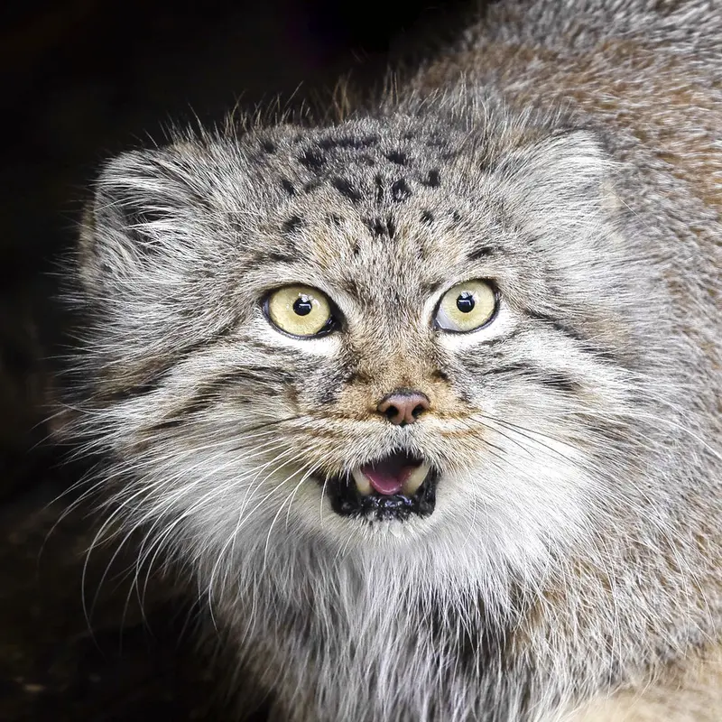 Qara the Pallas's cat from The Big Cat Sanctuary