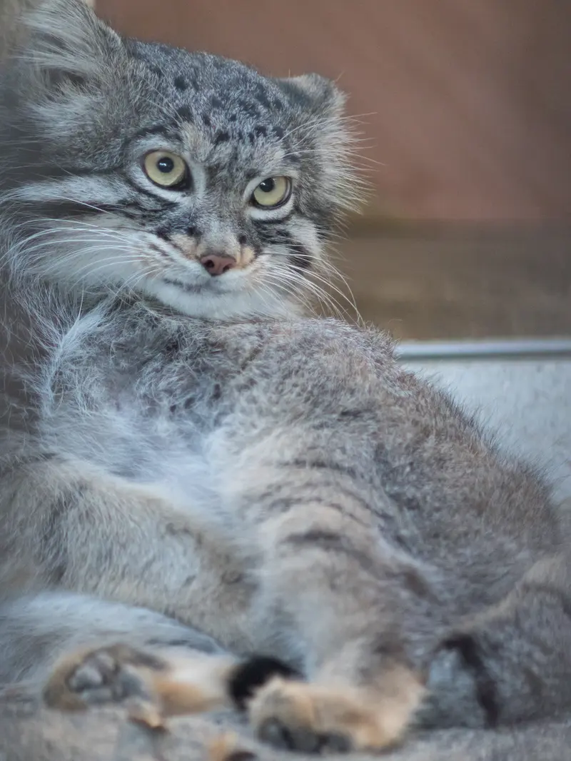A photograph of Figa in Nogeyama Zoo