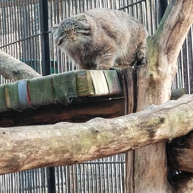 A photograph of Grey in Novosibirsk Zoo