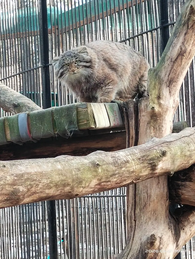 A photograph of Grey in Novosibirsk Zoo