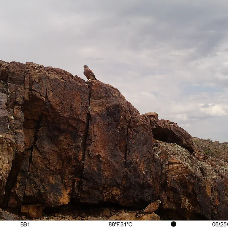 A photograph of Lesser kestrel from Aktas-Kunkora [new] camera trap