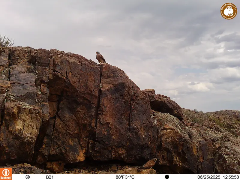 A photograph of Lesser kestrel from Aktas-Kunkora [new] camera trap