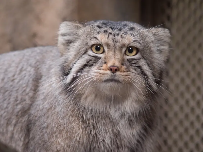 A photograph of Nagomu in Nasu Animal Kingdom