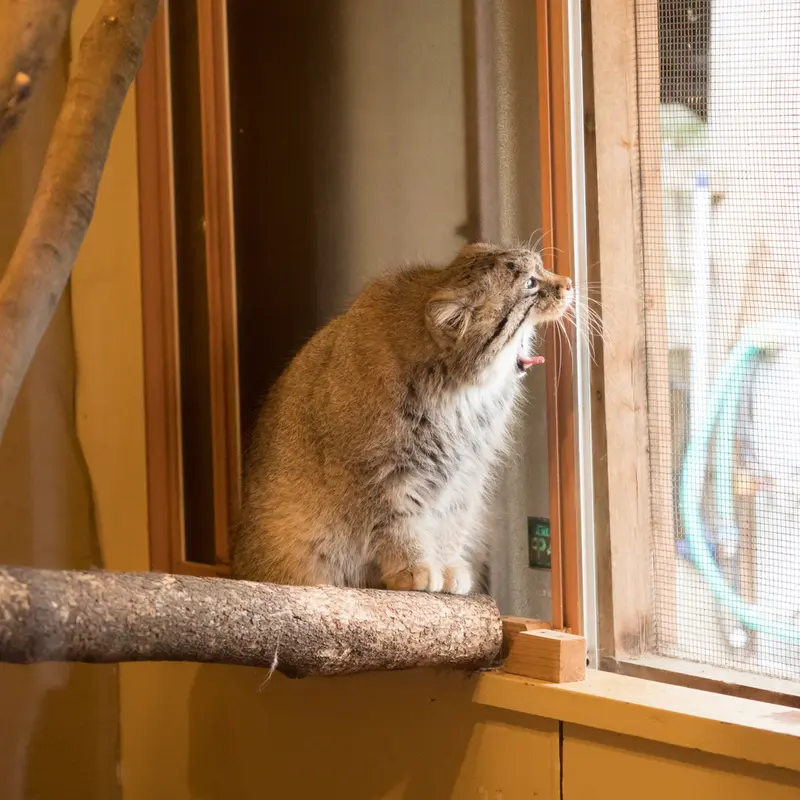 A photograph of Lotos in Saitama Children's Zoo