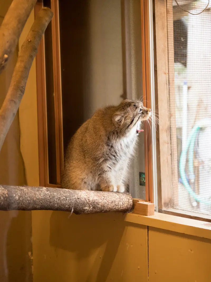 A photograph of Lotos in Saitama Children's Zoo