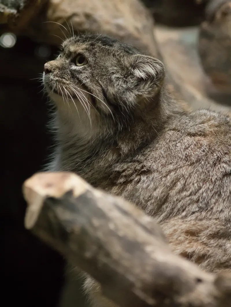 A photograph of Primula in Ueno Zoological Gardens