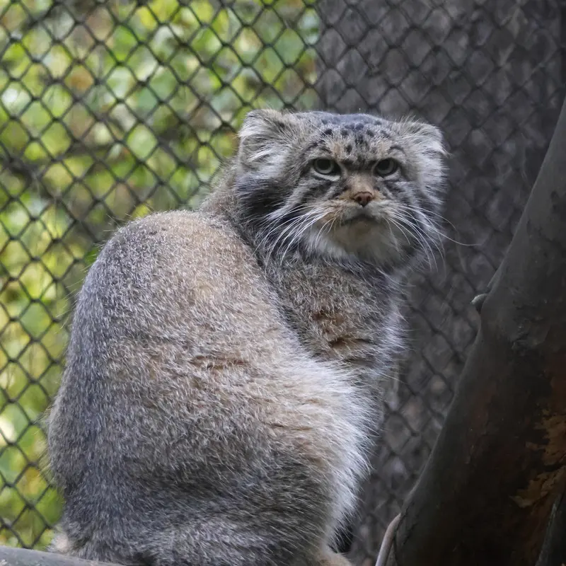 A photograph of George in Novosibirsk Zoo