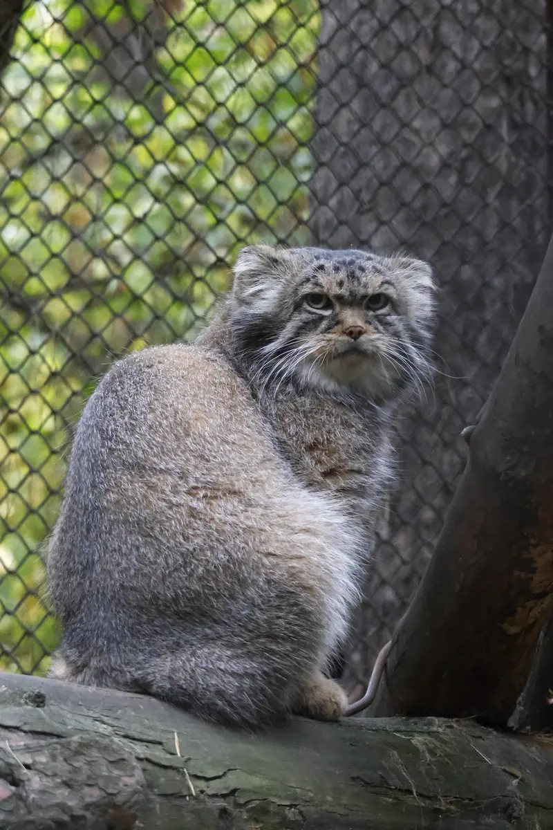 A photograph of George in Novosibirsk Zoo