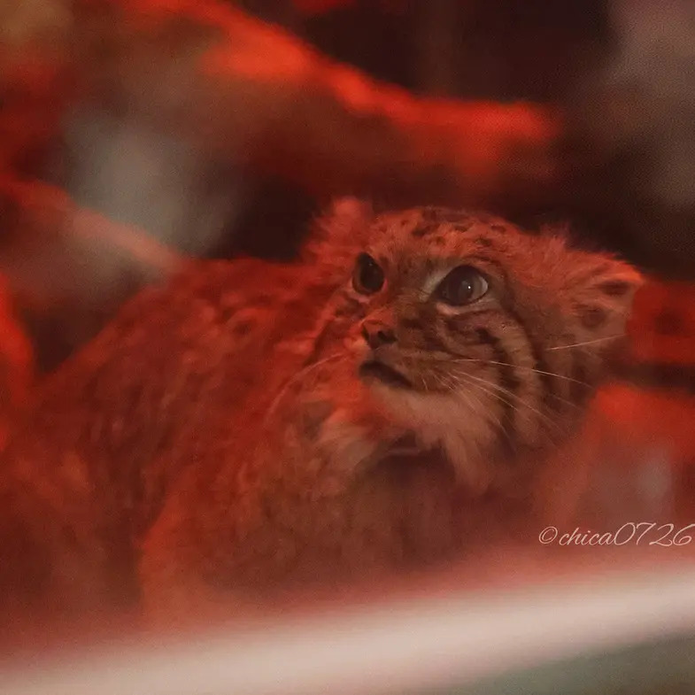 A photograph of Naim in Ueno Zoological Gardens