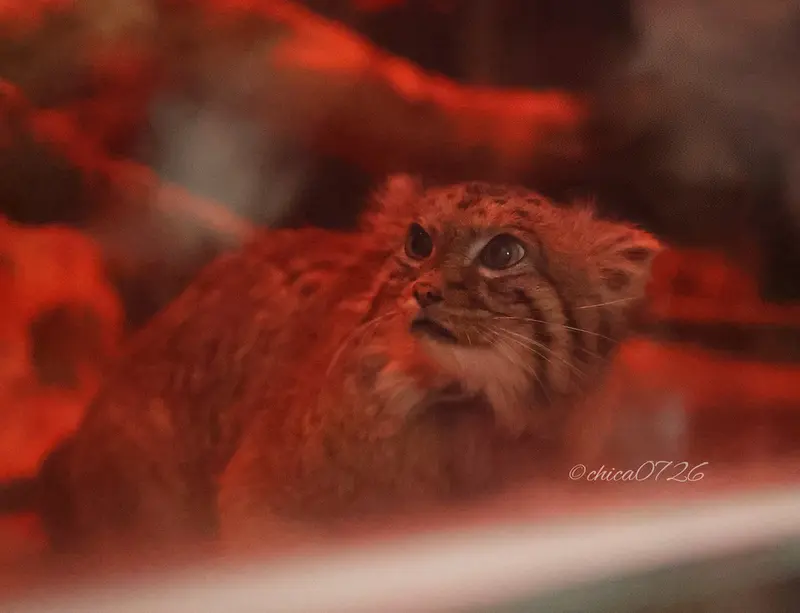 A photograph of Naim in Ueno Zoological Gardens