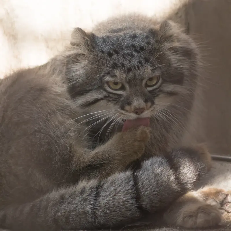 A photograph of Figa in Nogeyama Zoo