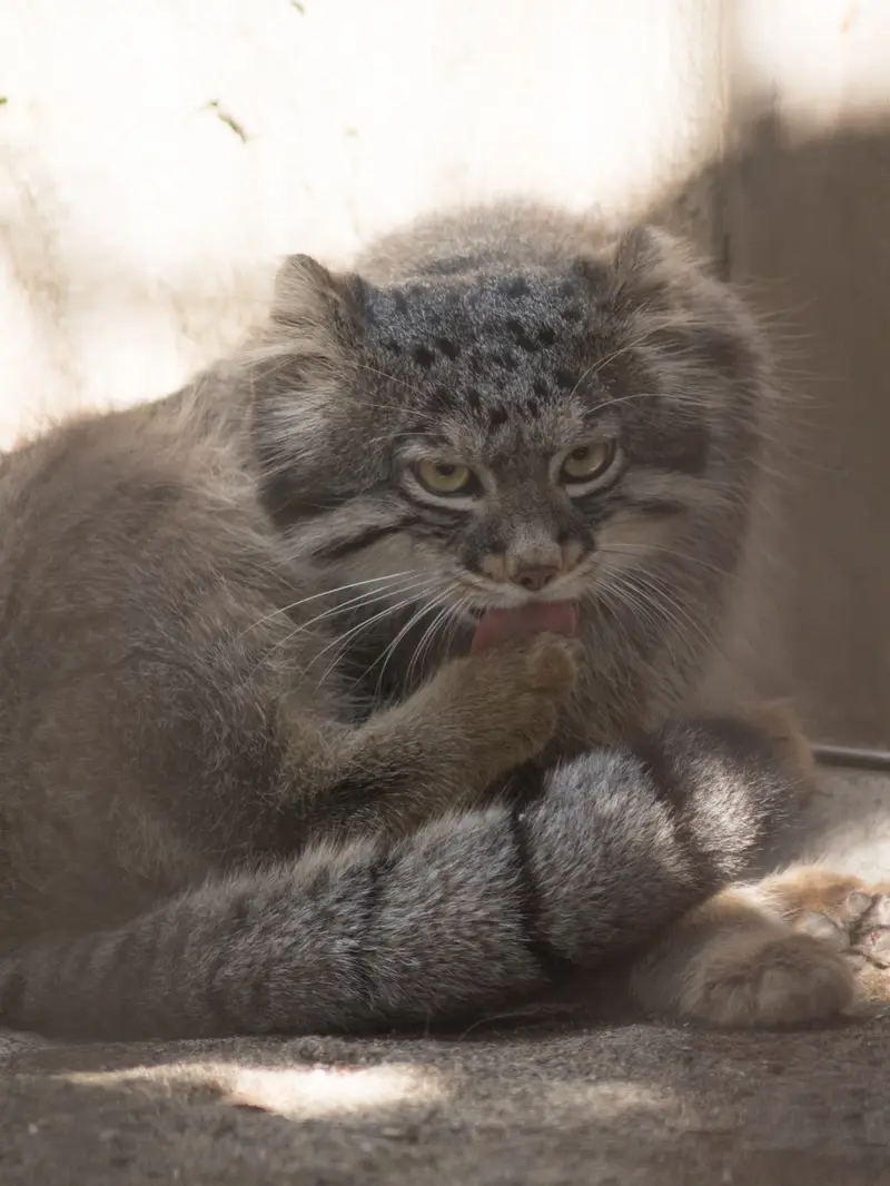 A photograph of Figa in Nogeyama Zoo