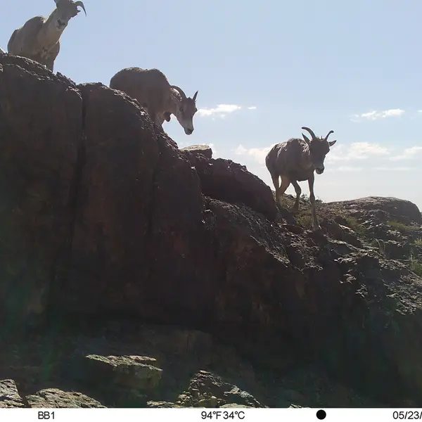 A photograph of Argali from Aktas-Kunkora camera trap