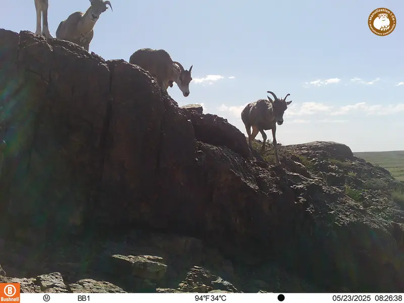 A photograph of Argali from Aktas-Kunkora camera trap