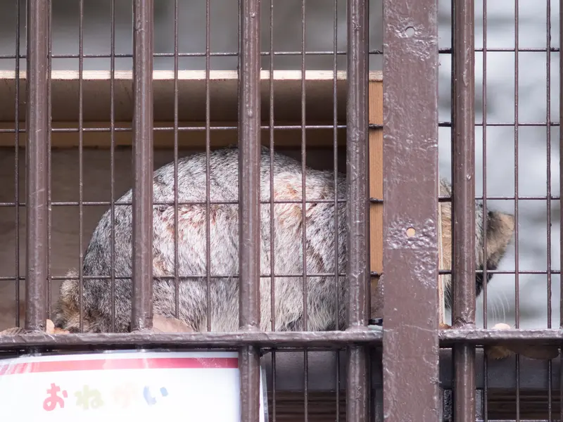 A photograph of Figa in Nogeyama Zoo