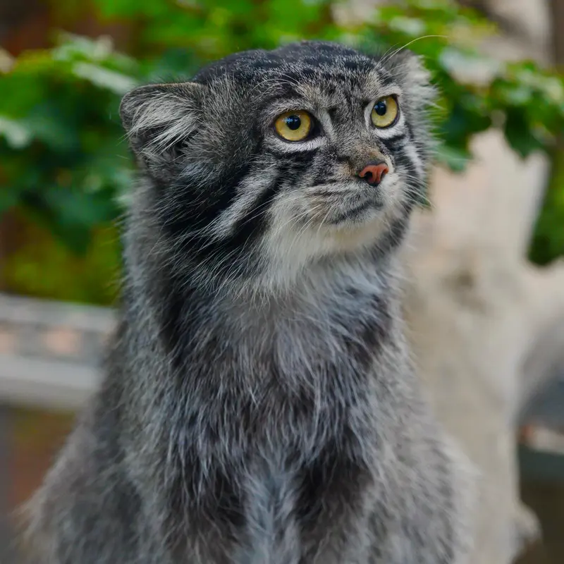 A photograph of Nar in Kobe Animal Kingdom