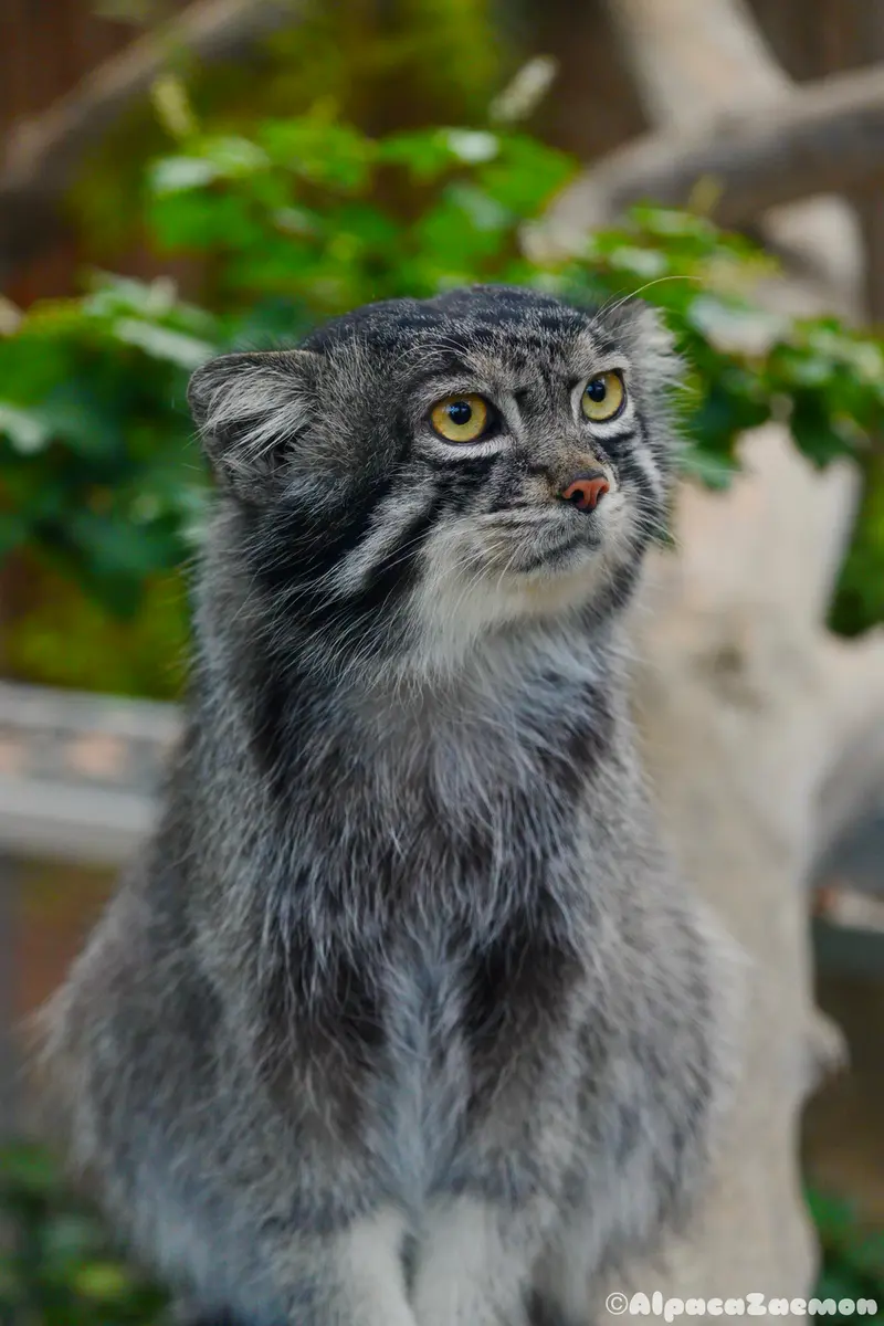 A photograph of Nar in Kobe Animal Kingdom