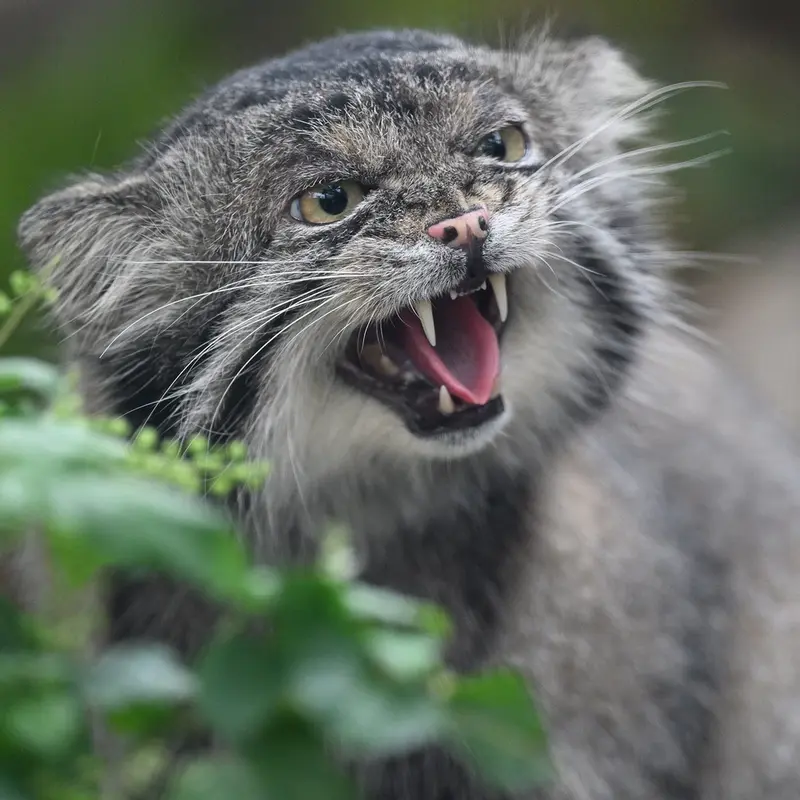 A photograph of Nar in Kobe Animal Kingdom