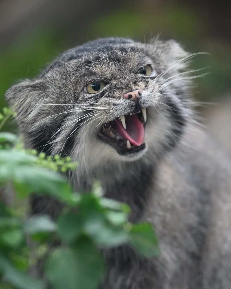 A photograph of Nar in Kobe Animal Kingdom