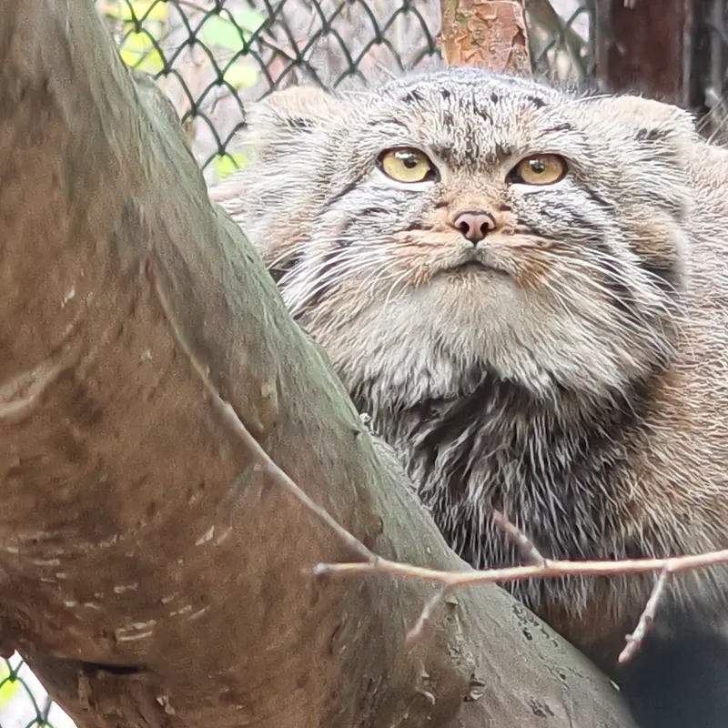 A photograph of Daughter of Adele b.2026 Ⅱ in Novosibirsk Zoo