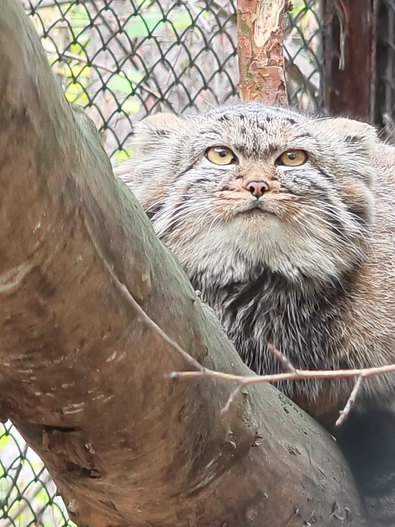 A photograph of Daughter of Adele b.2026 Ⅱ in Novosibirsk Zoo