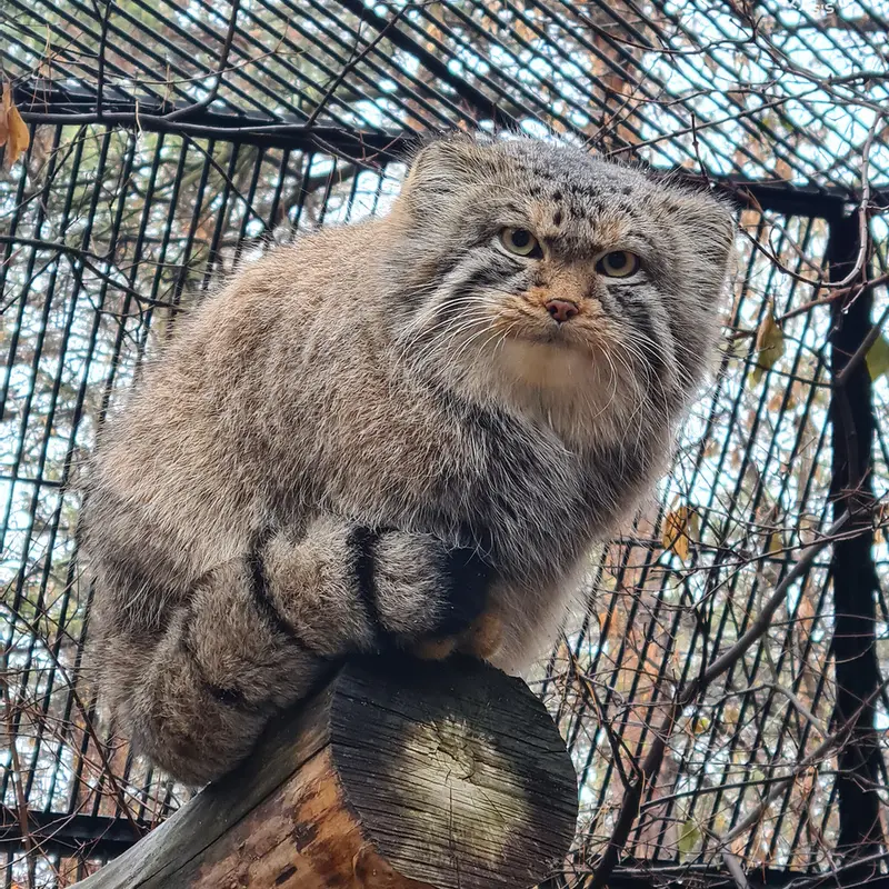 A photograph of Son of Eve 2024 Ⅱ in Novosibirsk Zoo