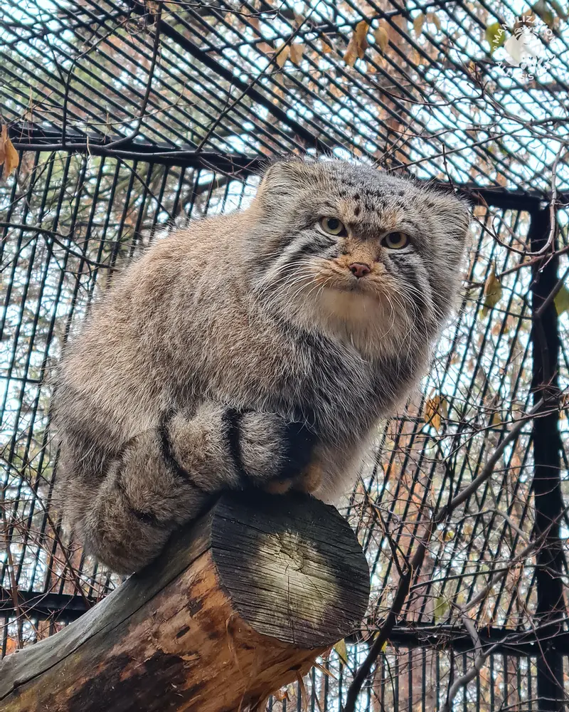 A photograph of Son of Eve 2024 Ⅱ in Novosibirsk Zoo