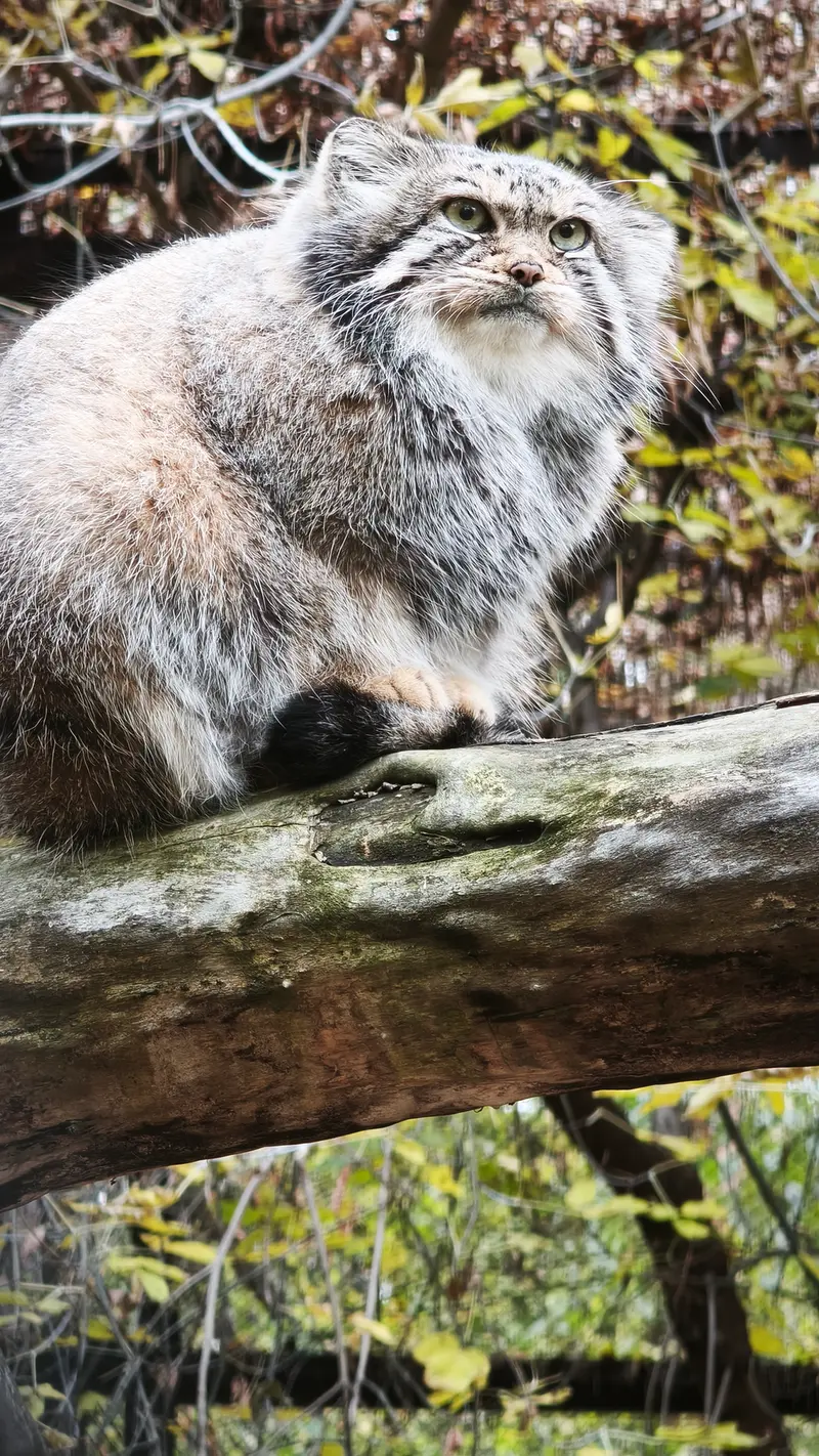 A photograph of Eve in Novosibirsk Zoo