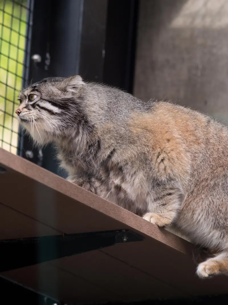 A photograph of Grusha in Asahiyama Zoo