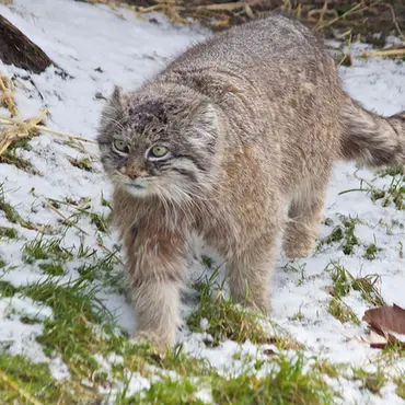 A photograph of a Pallas's cat in Dierenrijk Mierlo