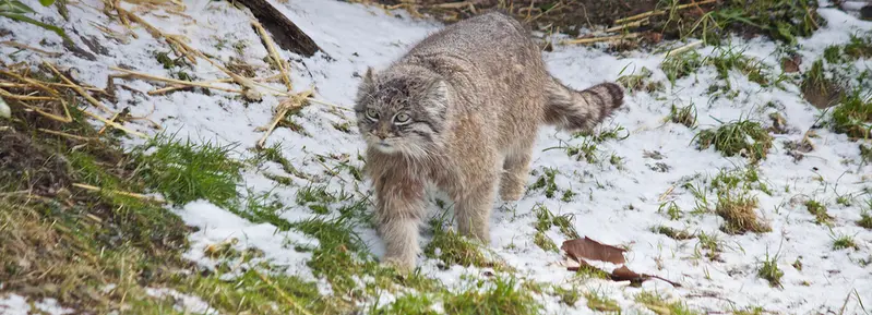 A photograph of a Pallas's cat in Dierenrijk Mierlo